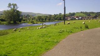 the wye