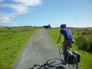 cattle on road