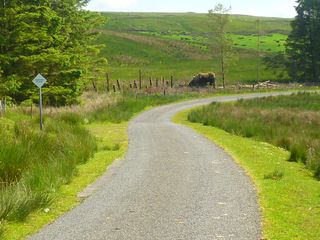 giant hairy coo